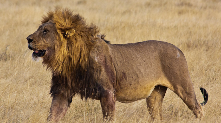 Animals